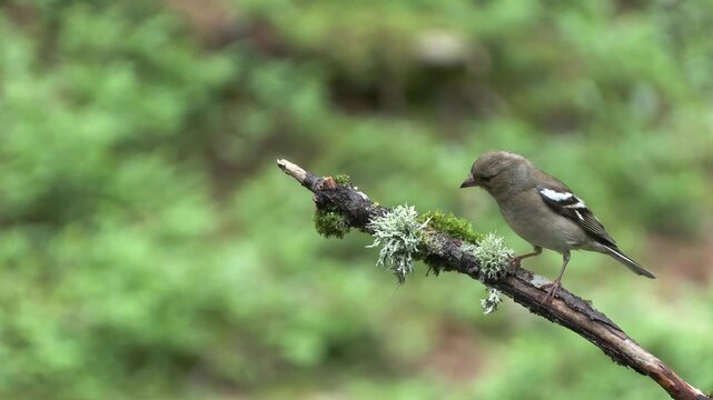 Finch (Fringilla coelebs) Fringuello	