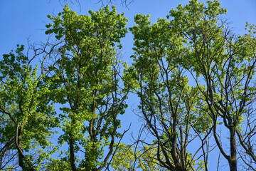 Fototapeta premium Spring tree canopy against blue sky
