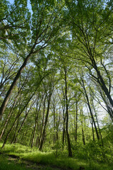 Fototapeta premium Lush spring forest with winding path