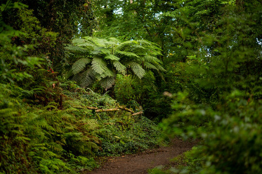 Exotic tree fern Dicksonia in lush green forest path Brittany coastal botanical garden