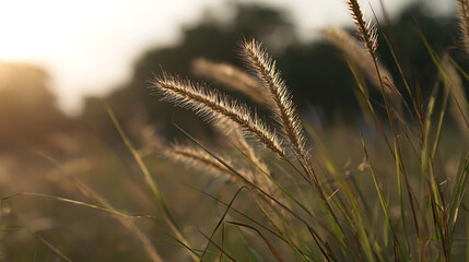 Fototapeta premium Golden sunset light illuminates delicate fountaingrass in a tranquil field, creating a serene and warm natural outdoor scene with bokeh