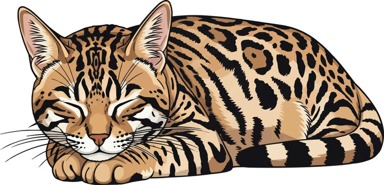 Ocicat Cat lying down sleeping resting face on paws illustration
