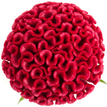 Vibrant Red Cockscomb Flower A Detailed CloseUp 5.