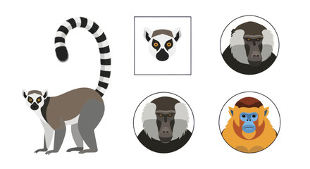 Vector Illustration of Lemur and Primate Faces - Ring-tailed Lemur, Baboon, Golden Snub-nosed Monkey © Fridi
