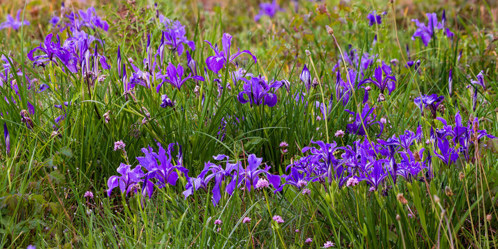 Tough-leaf Iris (Iris tenax). Western Oregon.