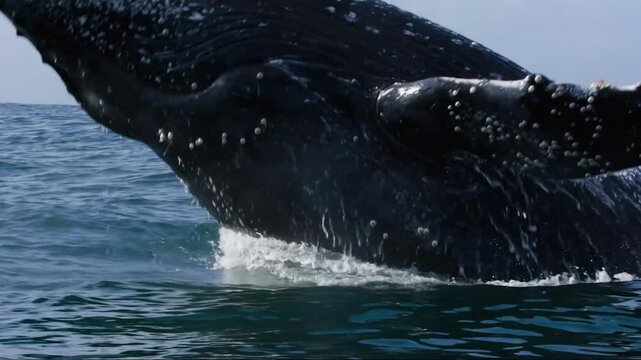 Majestic humpback whale jumping out of the water and splashing back into the blue sea on a sunny day