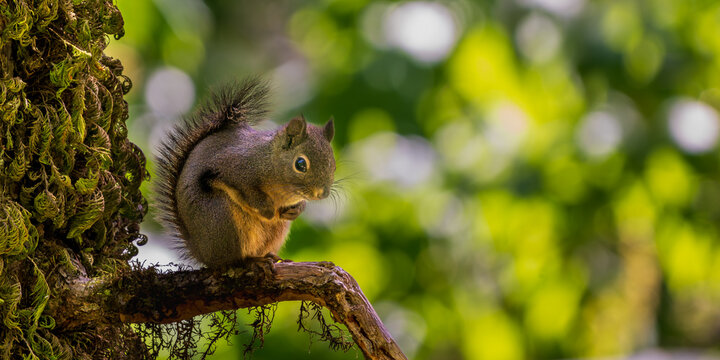 Chickaree, or Douglas squirrel (Tamiasciurus douglasii) cautiously sitting on a moss covered branch. Western Oregon