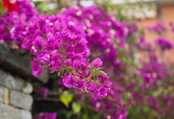 Growing branches of great bougainvillea b. spectabilis with many beautiful blooming magenta flowers. Closeup view © manola72