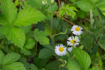 Bellis perennis captured with an insect compation © Enjoy_Travel