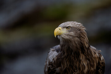 Norwegian white-tailed eagle (Haliaeetus albicilla) close-up © STUEDAL