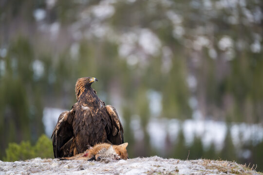 Golden eagle (Aquila chrysaetos) with fox prey