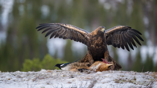 Golden eagle (Aquila chrysaetos) with fox prey