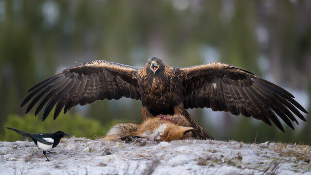 Golden eagle (Aquila chrysaetos) with fox prey