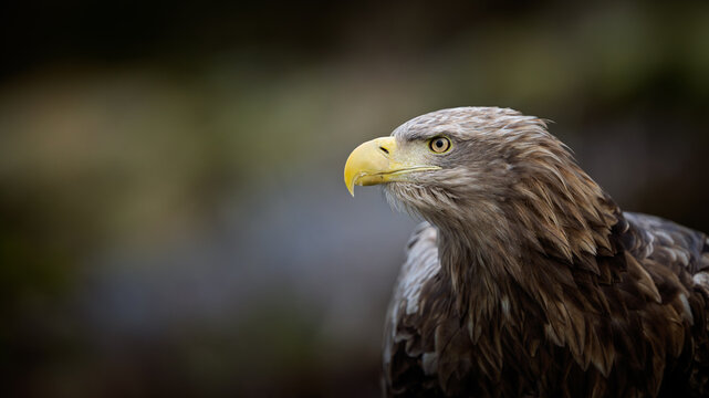 Norwegian white-tailed eagle (Haliaeetus albicilla) close-up