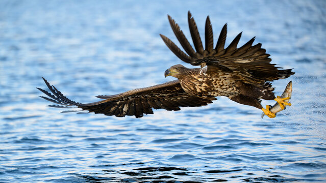 Norwegian white-tailed eagle (Haliaeetus albicilla)
