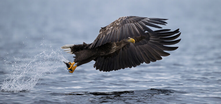 Norwegian white-tailed eagle (Haliaeetus albicilla)