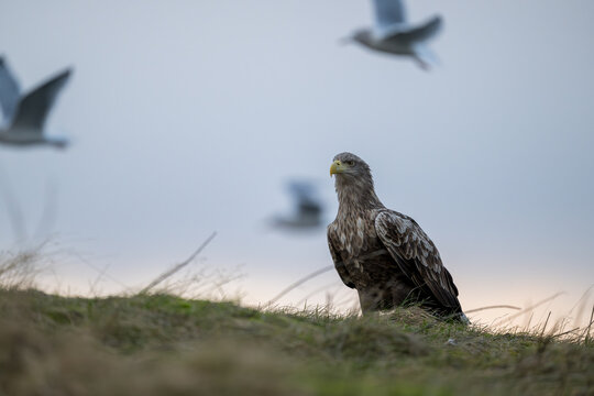 Norwegian white-tailed eagle (Haliaeetus albicilla)