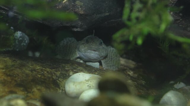 European bullhead, Cottus gobio, scazzone fish, freshwater stream, alpine river wildlife, underwater nature, full HD footage