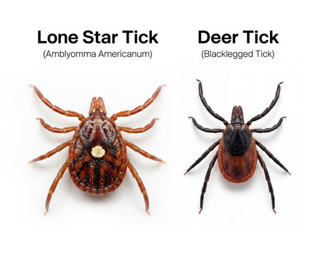 Lone star tick information graphic. Alpha-gal syndrome.