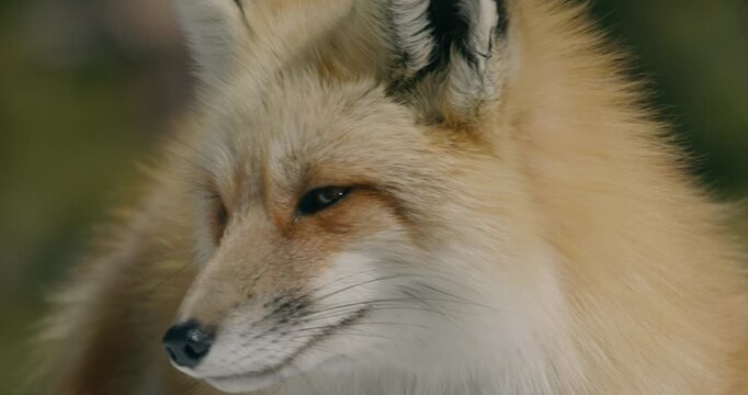 Fox in wild during winter snow