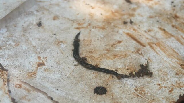 Black flatworms or land planarians crawling on a dirty white board