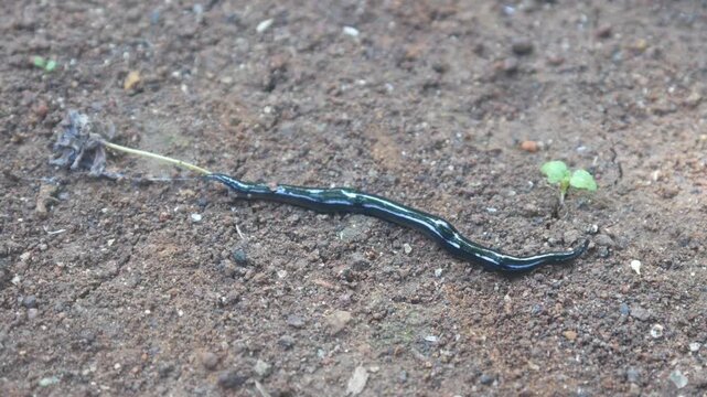 Black flatworms or land planarians crawl on the ground