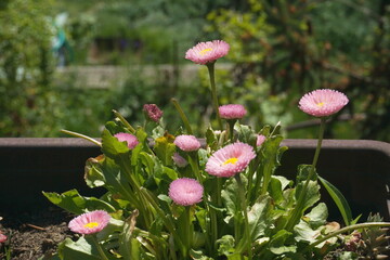 Beautiful Blooming Pink English Daisy Flowers in a Planter Box. Close Up of Bellis Perennis Plant with Green Leaves and Blurred Garden Background. Spring Gardening and Natural Floral Concept. © stefanbalaz