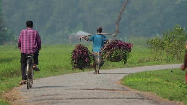Bogura, Bangladesh - 26 November 2023: View of a farmer carrying heavy baskets of leafy vegetables on a shoulder pole while walking along a rural road through green fields.