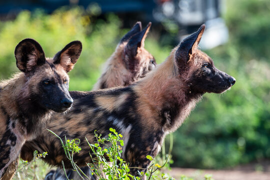 African Wild Dogs
