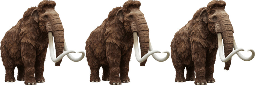 Woolly mammoths isolated on white background, collection of prehistoric extinct mammals for wildlife and educational design, realistic ancient elephant ancestors for museum and historical concept art,