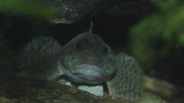 European bullhead, Cottus gobio, scazzone fish, freshwater stream, alpine river wildlife, underwater nature, full HD footage