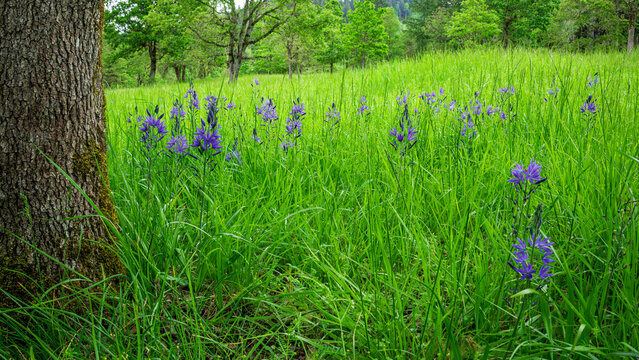 Camas Lily (Camassia quamash) and Oregon White Oak (Quercus garryana). Western Oregon.