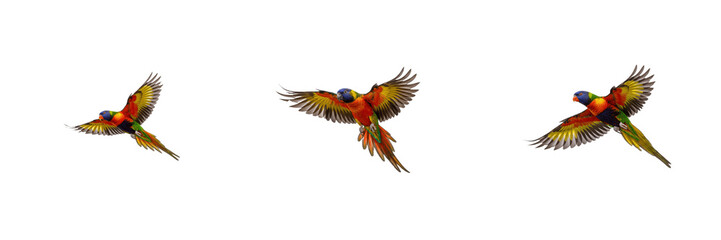 Fototapeta premium Set of Three Colorful Rainbow Lorikeets Flying in Different Poses Isolated on White Background, Tropical Bird Stock PNG Collection for Wildlife, Nature, Zoology, Exotic Pets, and Environmental Design 