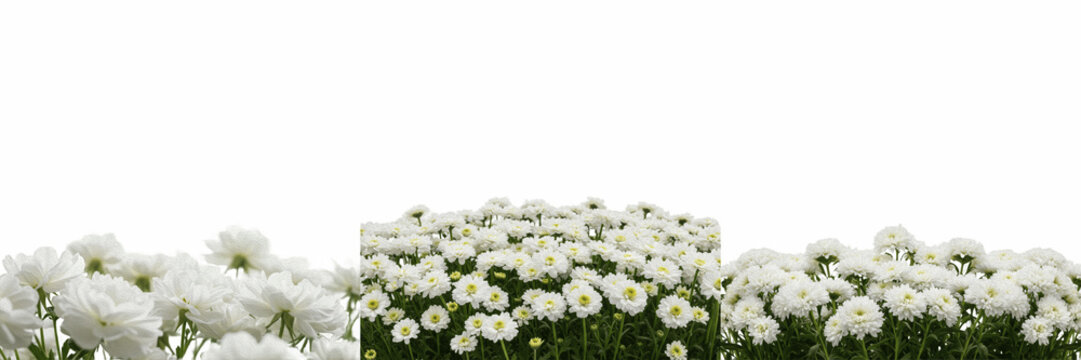 White daisy flower border isolated on white background for design, collection of lush blooming chrysanthemums for floral arrangements, natural spring garden plant elements for creative decor, high qua