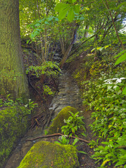 Obraz premium Small forest stream flowing through lush green woodland with moss-covered stones, wild plants and soft natural light. Peaceful natural landscape representing biodiversity, untouched nature, environmen
