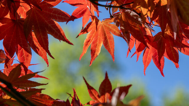 Rotes Blatt im Herbst
