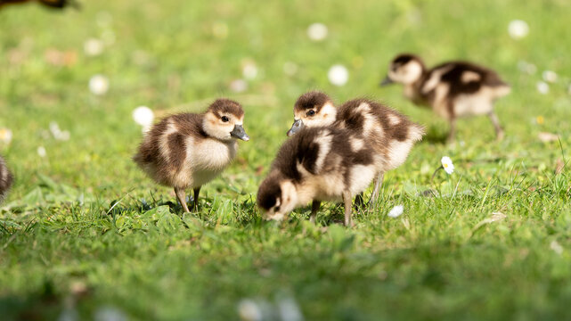 Kleine Enten im Park