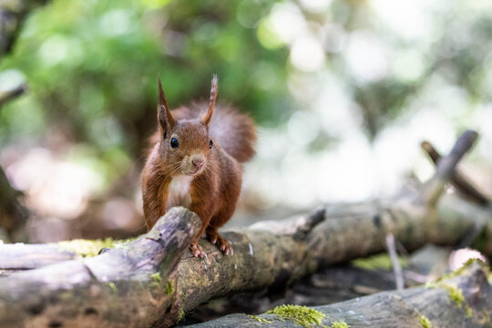 Eichh&ouml;rnchen auf einem Stamm