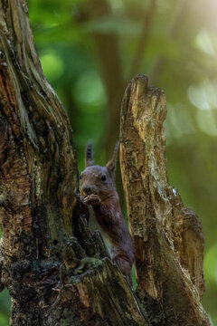 Eichh&ouml;rnchen auf einem Baumstamm