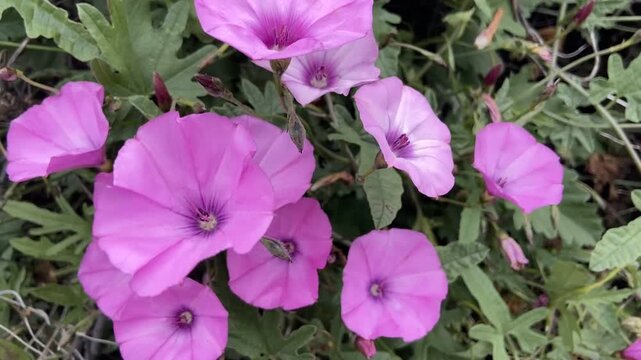 Pink Morning glory or Convolvulus althaeoides flowers in Vilaflor, Tenerife, Canary Islands,Spain,4K.