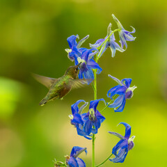 Fototapeta premium Rufous Hummingbird (Selasphorus rufus) feeding in Larkspur (Delphinium sp).