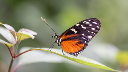 Naklejka premium Schmetterling auf einem Blatt