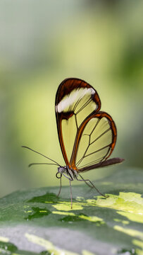 Schmetterling ganz nah