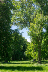 Fototapeta premium Árboles verdes y frondosos en un parque público durante un día soleado de verano