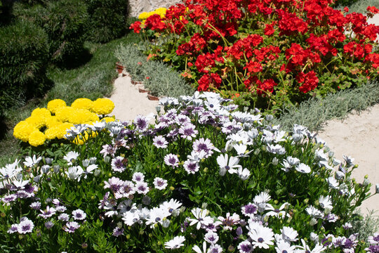Vista de un jard&iacute;n con parterres de flores blancas rojas y amarillas junto a un camino de arena