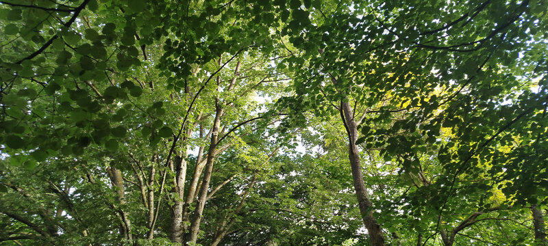 Vista de &aacute;ngulo bajo de densas copas de &aacute;rboles verdes con troncos delgados en un bosque frondoso