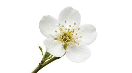 Fototapeta premium White spring blossom with delicate petals and yellow stamens, isolated on transparent background, ready for stickers, t-shirt design, and print on demand use.