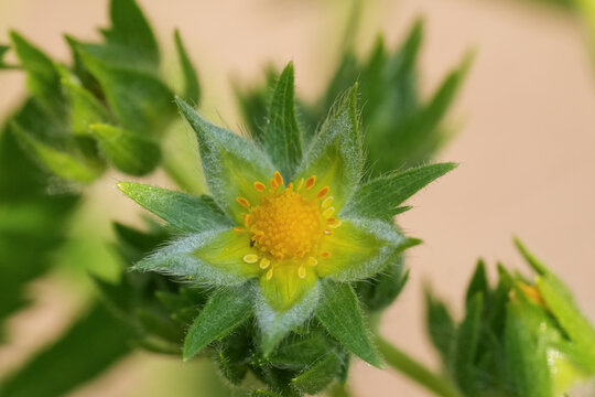 Closeup on a rough-fruited cinquefoil wildflower, Potentilla recta