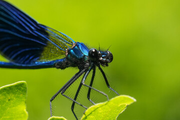 Closeup on a male banded demoiselle damselfly, Calopteryx splendens against a green background © Henk