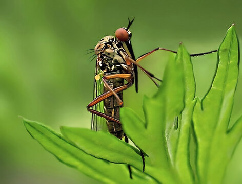 Insect Empis, Roundworm from the Empididae family on a leaf. Crown-shaped antennae and a long, stiff proboscis that points downward and serves to suck the body fluids of other insects. 